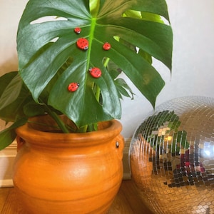 Puede incluir: Una maceta de terracota con una gran planta de monstera verde creciendo en ella. La planta tiene varias decoraciones de mariquitas rojas en las hojas. Una bola de discoteca plateada está en el fondo.
