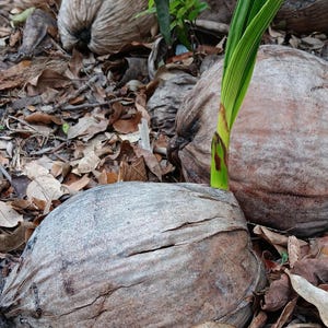 Coconut sprout, Coconut Bread, Coconut tree