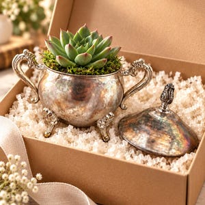 May include: A silver-toned metal sugar bowl with ornate handles and three decorative feet, containing a green succulent plant nestled in moss. A matching silver-toned lid with a finial handle rests beside the bowl inside a cardboard box.