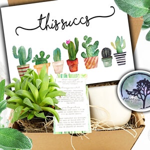 Ten succs - Sympatyczny prezent w postaci sukulenta - Roślina kondolencyjna - Lekki, spersonalizowany prezent w postaci sukulenta - Roślina sukulenta wysłana bezpośrednio