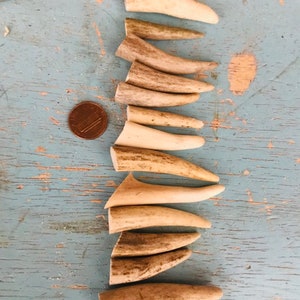 May include: A collection of 12 antler points, ranging in size and color, arranged in a vertical stack on a blue wooden surface. A penny is placed next to the antler points for scale.