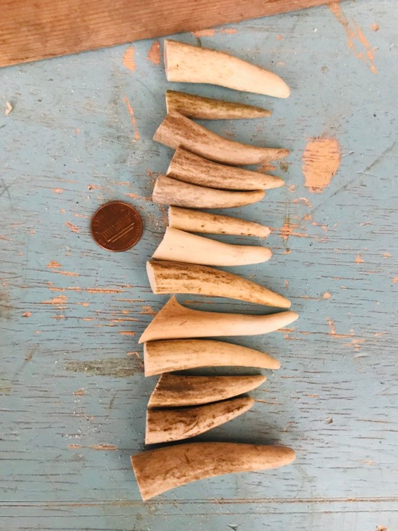 May include: A collection of 12 antler points, ranging in size and color, arranged in a vertical stack on a blue wooden surface. A penny is placed next to the antler points for scale.