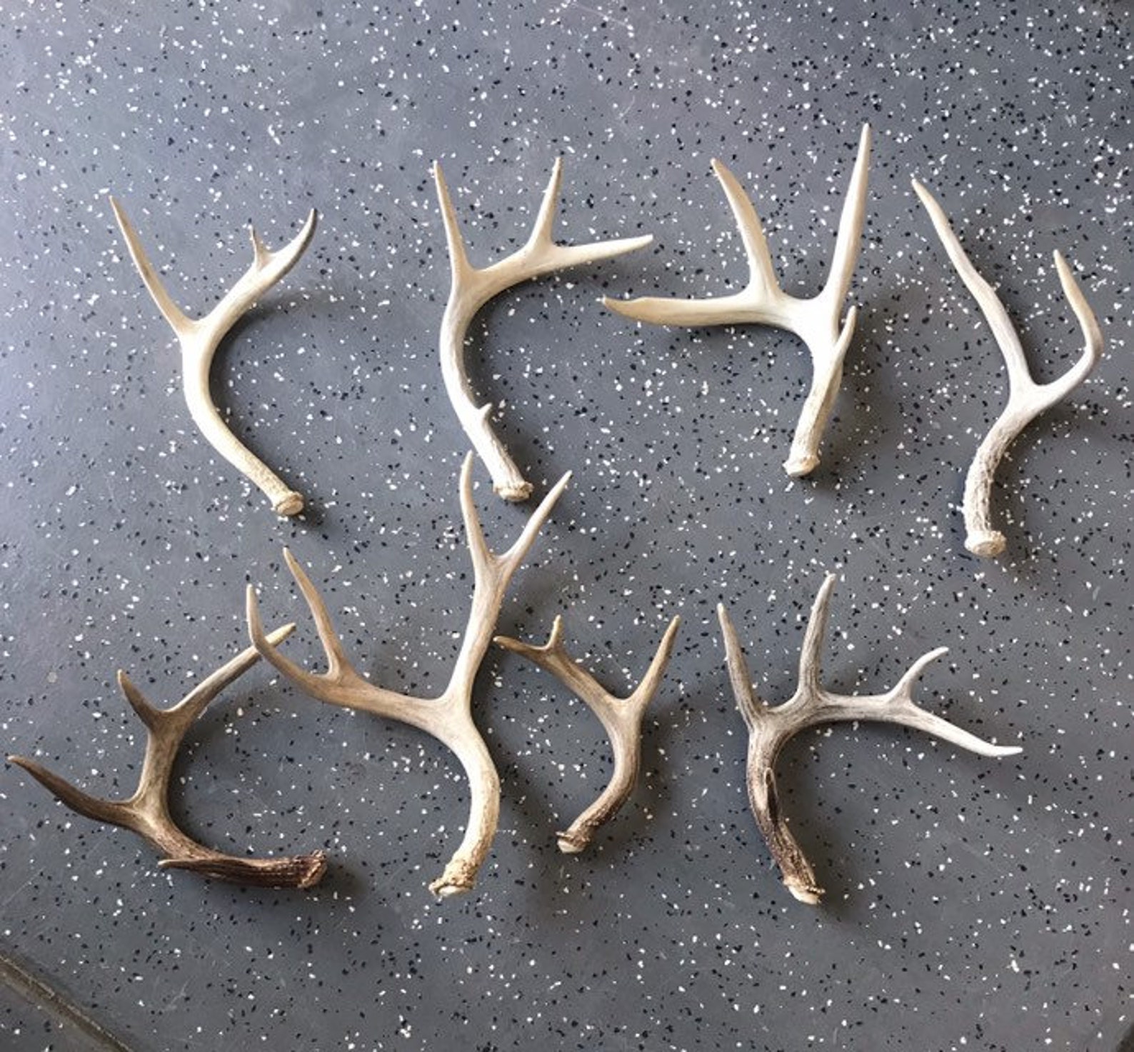 Deer antlers Real antlers. Decor antlers. Small medium Etsy
