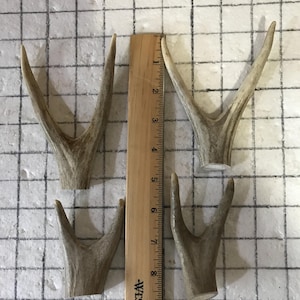 4 pack Craft antler/ double tip pendant piece. Deer antler. Craft antler. (4) piece