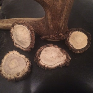 May include: Four round slices of antler, each with a light brown center and a darker brown outer ring. The antler slices are arranged on a dark brown surface.