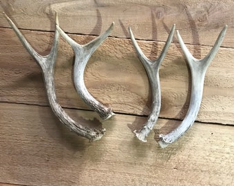 4 count real deer antler. Small Antler. Decoration antler.