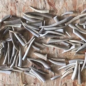 Bulk Antler tips/Craft grade antler tines/No Damage antler/25 or 50 piece bag
