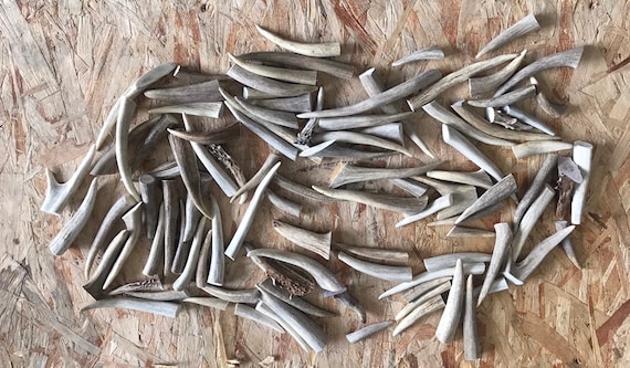 Bulk Antler tips/Craft grade antler tines/No Damage antler/25 or 50 piece bag