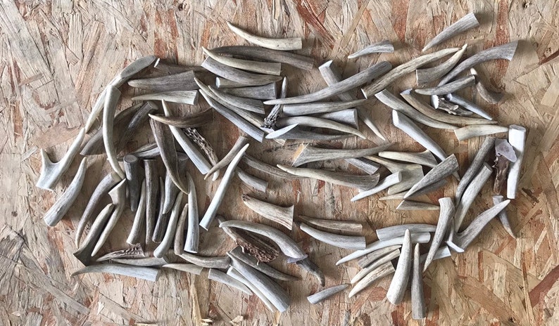 May include: A collection of approximately 50 light brown antler pieces, some with a slight curve, on a light brown wood surface.