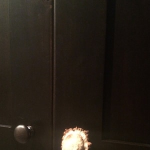 May include: A black cabinet door with a unique antler knob. The antler knob is light brown and has a natural, rustic look.