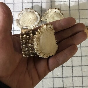 Puede incluir: Tres cornamentas de ciervo, una con base marr&oacute;n y dos con puntas blancas. Las cornamentas est&aacute;n en la mano de una persona.