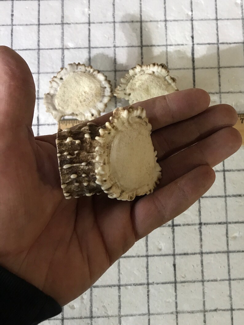 Puede incluir: Tres cornamentas de ciervo, una con base marr&oacute;n y dos con puntas blancas. Las cornamentas est&aacute;n en la mano de una persona.