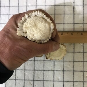 Puede incluir: Tres mudas de asta de ciervo blancas, tambi&eacute;n conocidas como astas, con una superficie rugosa y texturizada. Las astas son redondas y tienen un borde festoneado.