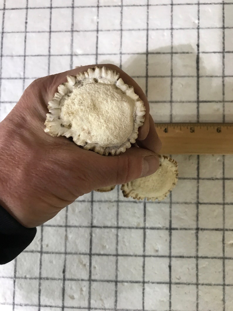 Puede incluir: Tres mudas de asta de ciervo blancas, tambi&eacute;n conocidas como astas, con una superficie rugosa y texturizada. Las astas son redondas y tienen un borde festoneado.