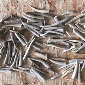 100 count bag of antler tips/tines