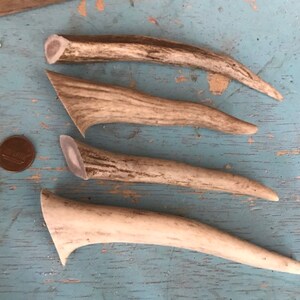 May include: Four antler pieces, varying in size and shape, with a light brown and white color pattern. The antler pieces are arranged in a row on a blue wooden surface.