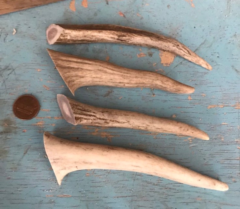 May include: Four antler pieces, varying in size and shape, with a light brown and white color pattern. The antler pieces are arranged in a row on a blue wooden surface.