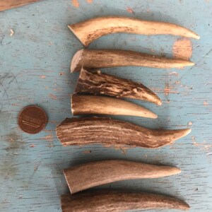 May include: Six antler pieces of varying sizes and colors, some with a natural brown and white pattern, others with a solid brown color. The antler pieces are arranged in a vertical stack on a blue wooden surface.