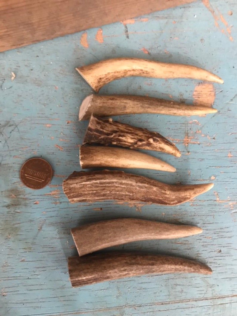 May include: Six antler pieces of varying sizes and colors, some with a natural brown and white pattern, others with a solid brown color. The antler pieces are arranged in a vertical stack on a blue wooden surface.