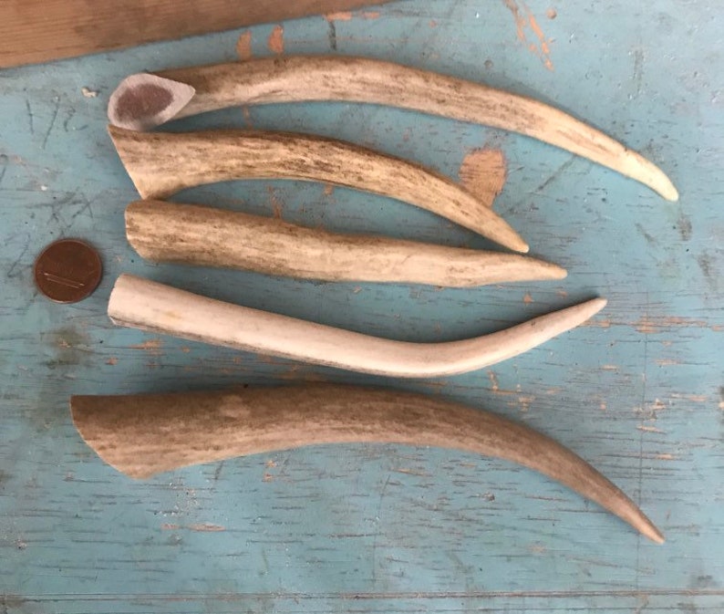 May include: Five antler sheds of varying sizes and shapes, arranged on a blue wooden surface. The antlers are a natural bone color with some brown and white markings.