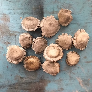 Antler burr buttons,Antler burrs,Deer antler burrs,antler buttons,(12count)