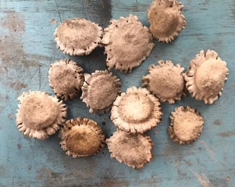 Antler burr buttons,Antler burrs,Deer antler burrs,antler buttons,(12count)