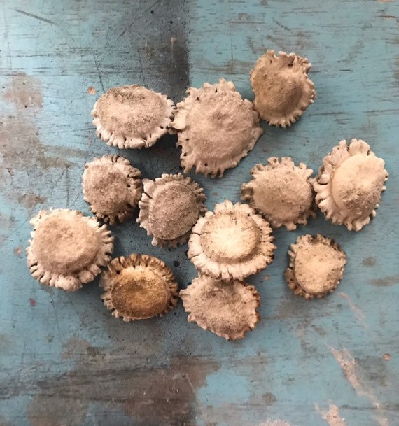 Antler burr buttons,Antler burrs,Deer antler burrs,antler buttons,(12count)