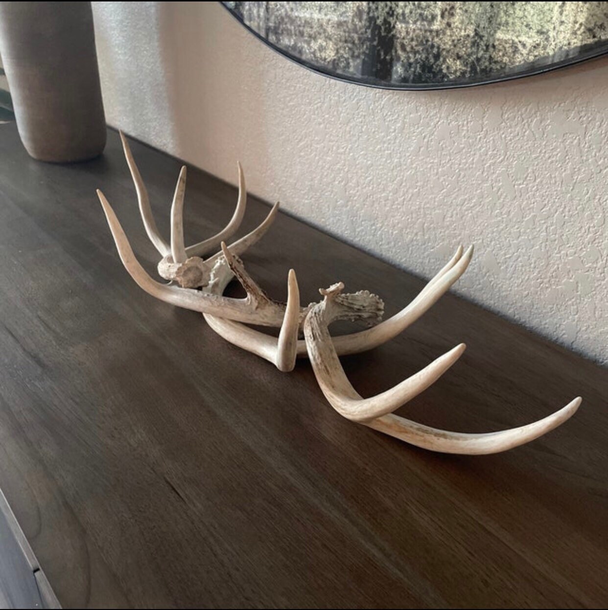 Whitetail Deer Antlers for sale Only 2 left at 70