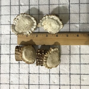 Puede incluir: Cuatro piezas de asta de ciervo blanco, dos est&aacute;n pulidas y dos no. Las piezas de asta est&aacute;n dispuestas sobre un fondo de cuadr&iacute;cula blanca con una regla de madera que mide 17,8 cm.