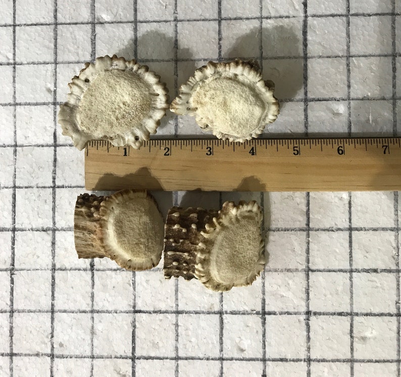 Puede incluir: Cuatro piezas de asta de ciervo blanco, dos est&aacute;n pulidas y dos no. Las piezas de asta est&aacute;n dispuestas sobre un fondo de cuadr&iacute;cula blanca con una regla de madera que mide 17,8 cm.