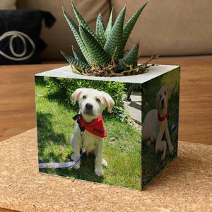 May include: A cube-shaped planter with a succulent plant. The sides of the planter feature images of a white puppy wearing a red bandana. The planter sits on a cork surface.