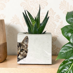 Pflanzgefäß aus Beton: Handgemachter Sukkulentenhalter