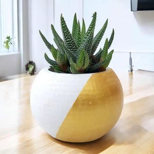 Può includere: Una pianta succulenta in un vaso di ceramica bianco e oro. Il vaso è metà bianco e metà oro, con una forma rotonda e liscia.