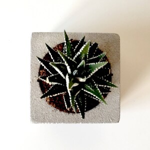 Peut inclure: Une petite plante succulente verte et blanche avec des points blancs sur les feuilles est plant&eacute;e dans un pot carr&eacute; en b&eacute;ton gris.