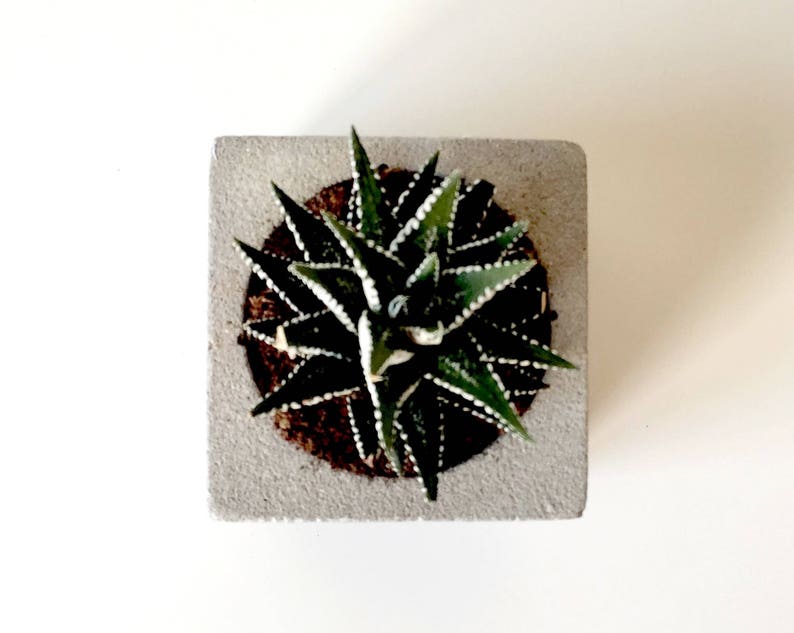 Peut inclure: Une petite plante succulente verte et blanche avec des points blancs sur les feuilles est plant&eacute;e dans un pot carr&eacute; en b&eacute;ton gris.