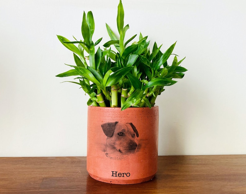 Pet Portrait On Terra Cotta Pot, Personalized Gifts with Pet Picture, Pet Memorial Gift, Handmade Gift, Mothers Day Gift, Pet Photo Planter image 1