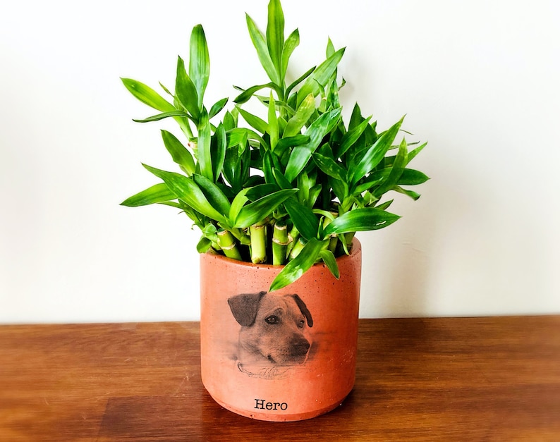 Pet Portrait On Terra Cotta Pot, Personalized Gifts with Pet Picture, Pet Memorial Gift, Handmade Gift, Mothers Day Gift, Pet Photo Planter image 3