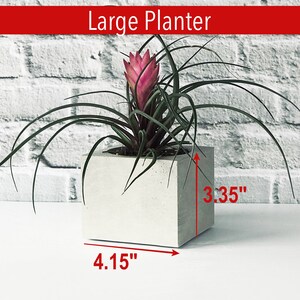Peut inclure: Un pot en b&eacute;ton blanc avec une plante de brom&eacute;liac rose. Le pot mesure 10,5 cm de large et 8,5 cm de haut.