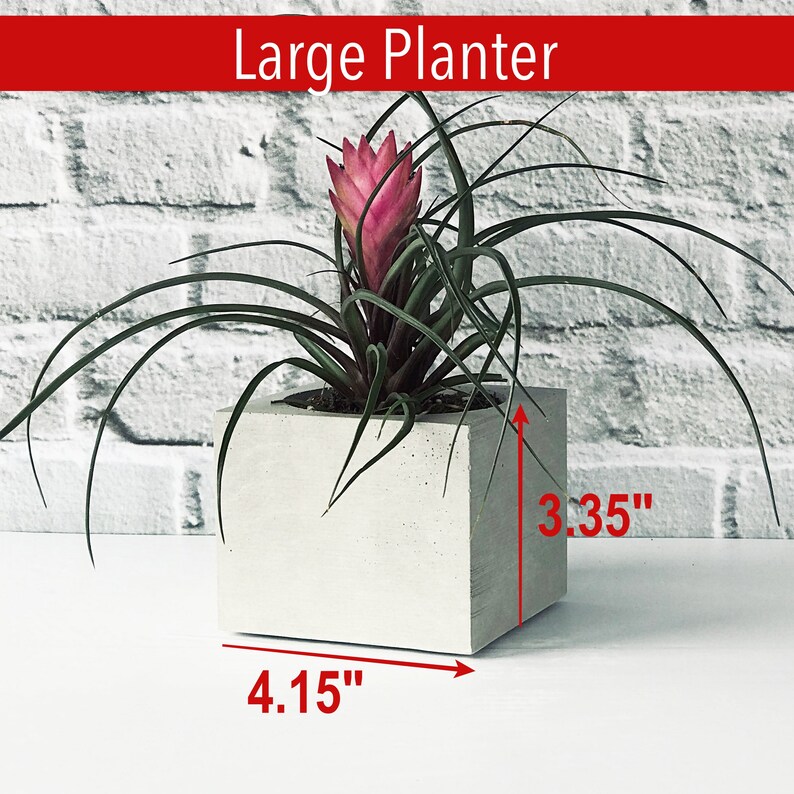 Peut inclure: Un pot en b&eacute;ton blanc avec une plante de brom&eacute;liac rose. Le pot mesure 10,5 cm de large et 8,5 cm de haut.