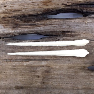 Specimen Stingray Barbs 5.5&quot; Set of 2