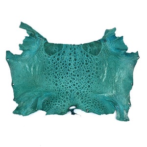May include: A teal blue ostrich skin hide with a textured surface. The hide is irregularly shaped and has a hole in the center.
