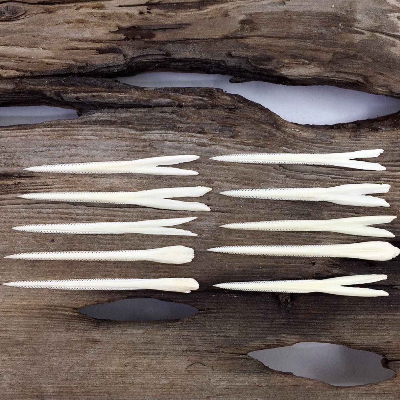 Specimen Stingray Barbs 2.5 to 2.75 Set of 10 Etsy