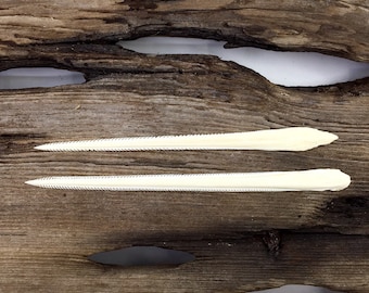 Specimen Stingray Barbs 5"- 5.25" Set of 2