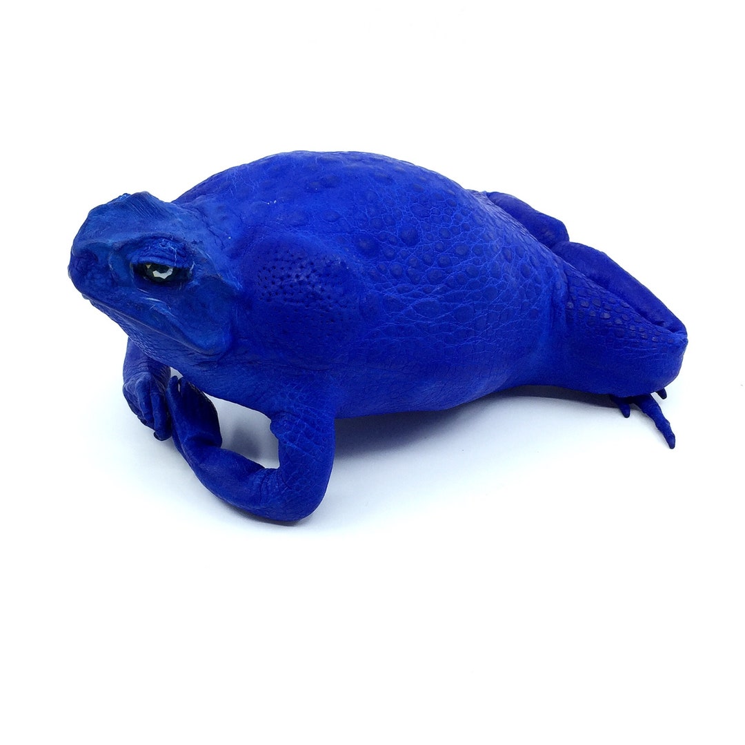 New Genuine Bufo Marinus Lucky Cane Toad Taxidermy Bright Electric Blue