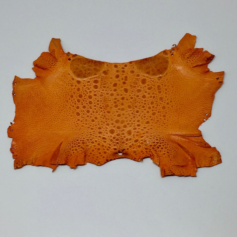 Bufo Marinus Cane Toad Skin Dyed Leather Taxidermy Orange