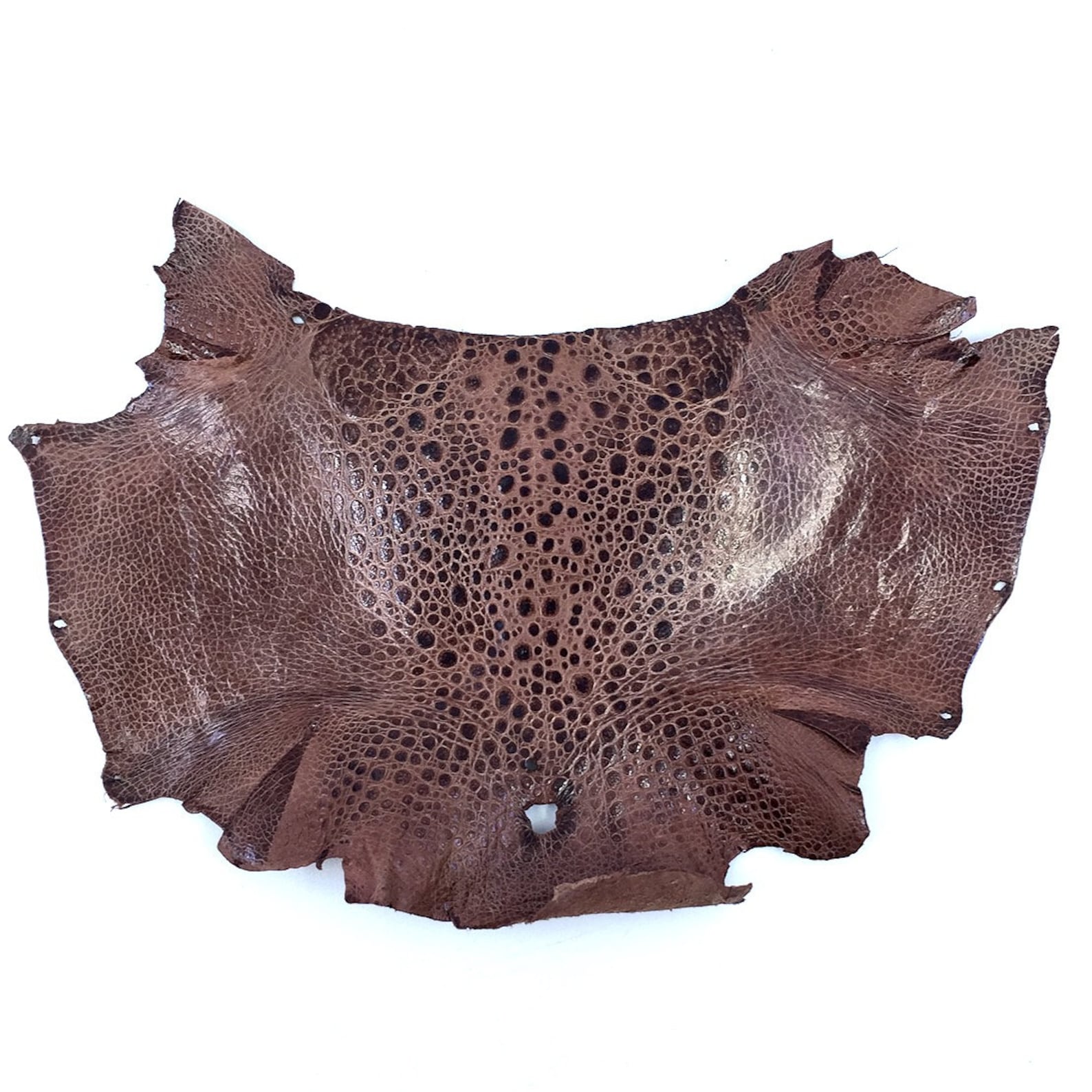 Bufo Marinus Cane Toad Skin Professionally Dyed Leather Glossy Etsy