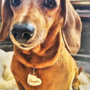 Puede incluir: Primer plano de un dachshund marrón con una etiqueta en forma de corazón que dice "Pumpkin" en su collar.