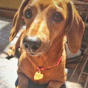 May include: A close-up of a brown dachshund dog with a pink collar and a heart-shaped tag that says "Amelia". The dog is looking directly at the camera with a focused expression. The dog's fur is a rich brown color.