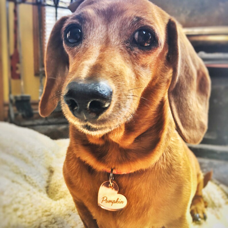 May include: A close-up of a brown dachshund dog with large, dark eyes. The dog wears a heart-shaped tag that reads "Pumpkin". The dog's fur is a rich, reddish-brown color, and it appears to be indoors.