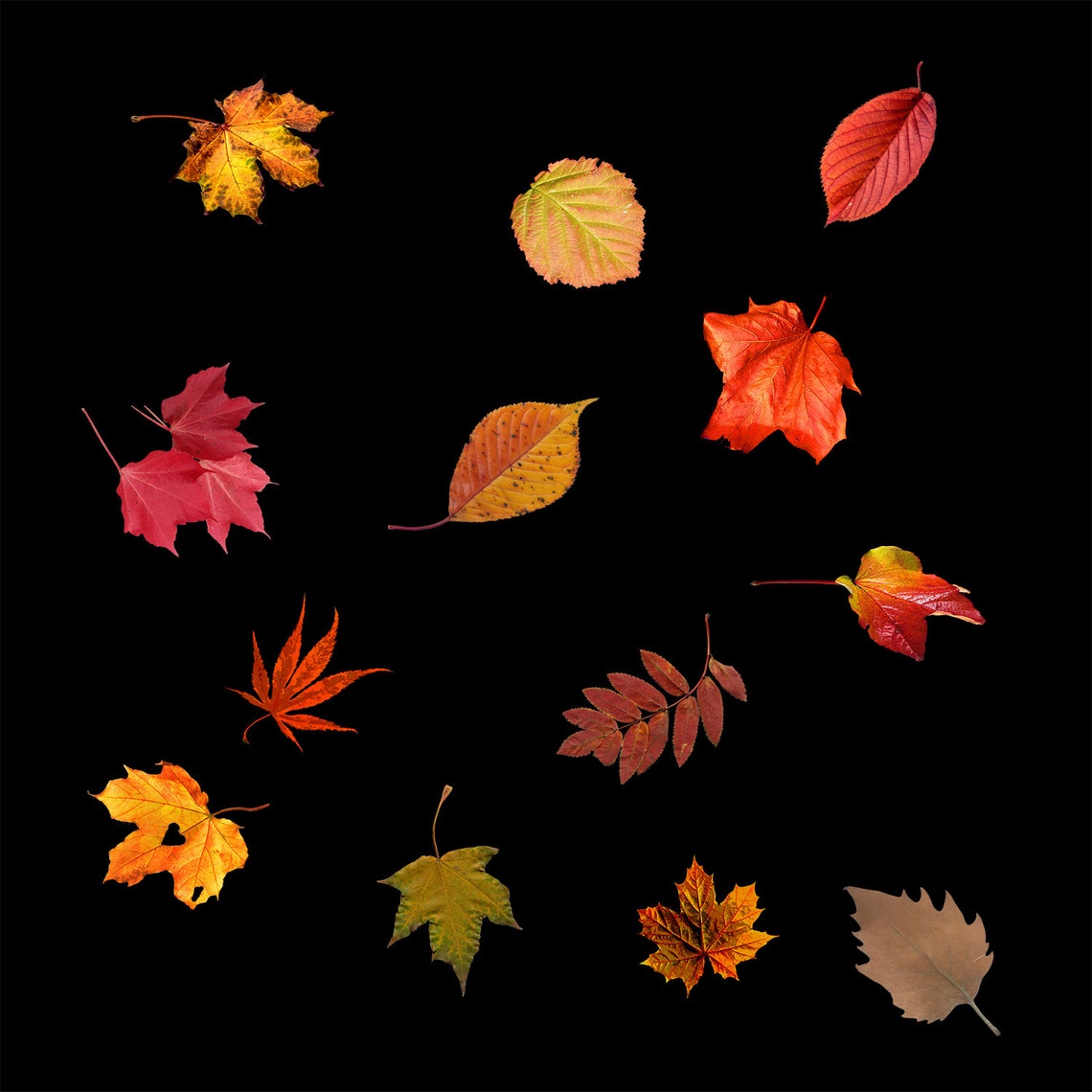 Falling Leaves Overlays Autumn Leaves Clipart Etsy